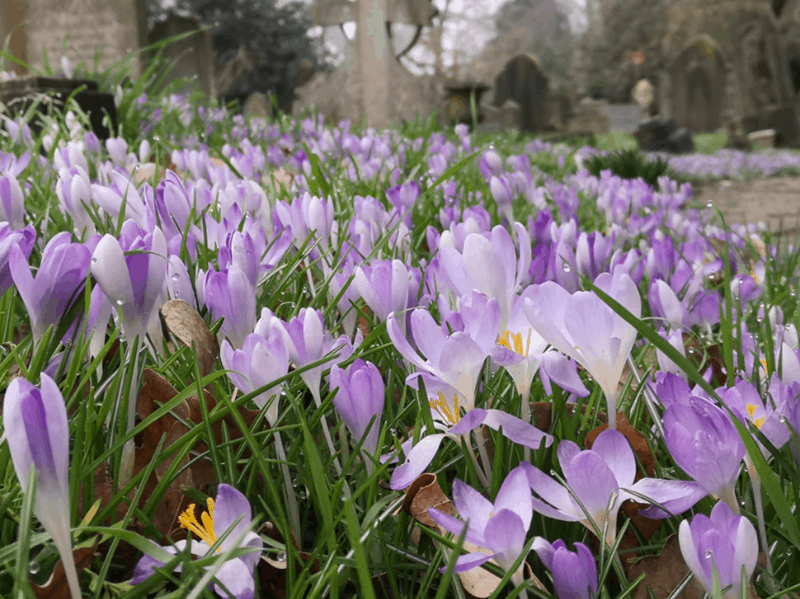 This images shows hundreds of crocuses.