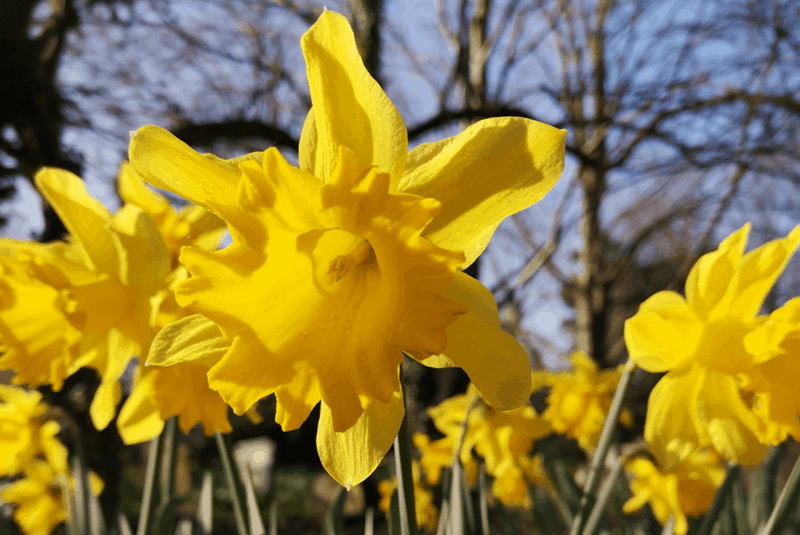 This image shows yellow daffodils.