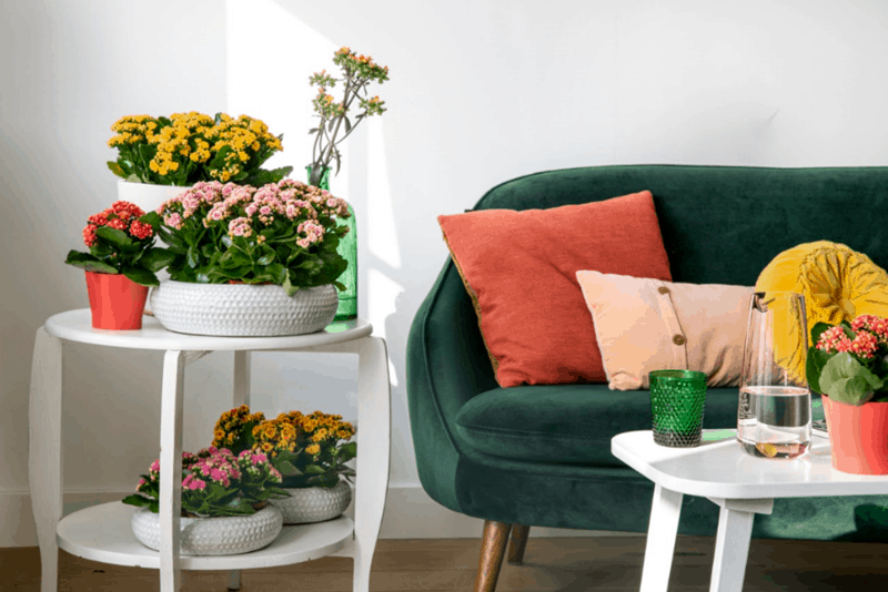 Image of Kalanchoe flowers in pots in living room.