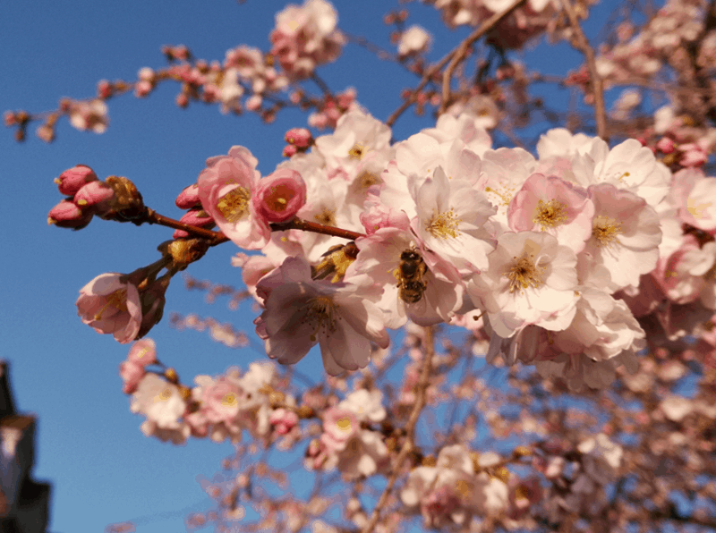 This is an image of a tree full of pink blossom.