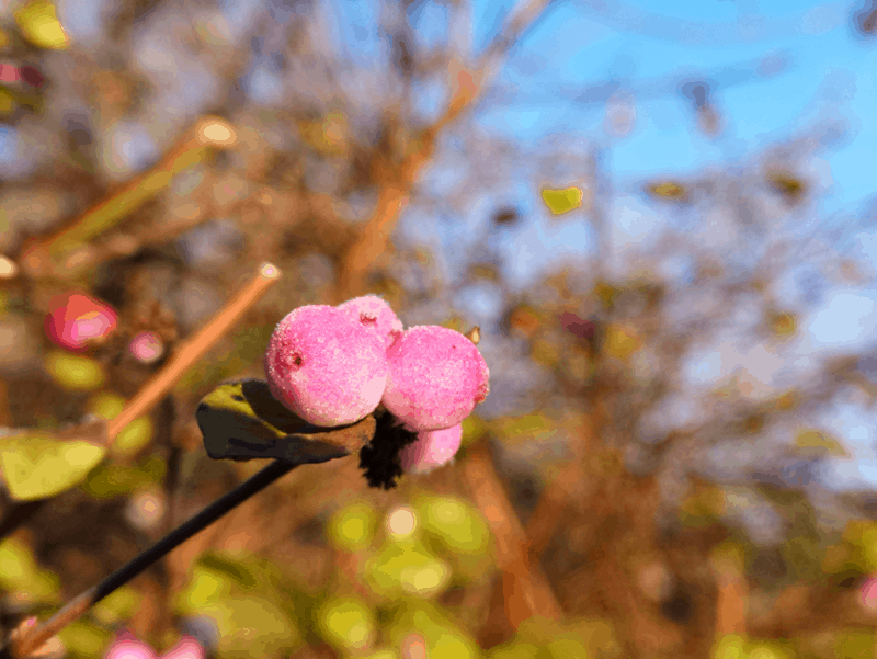 This image shows pink flower buds against a blue sky