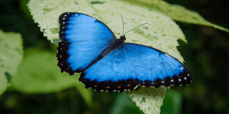 5 Fun Facts About The Colour Blue 3 1