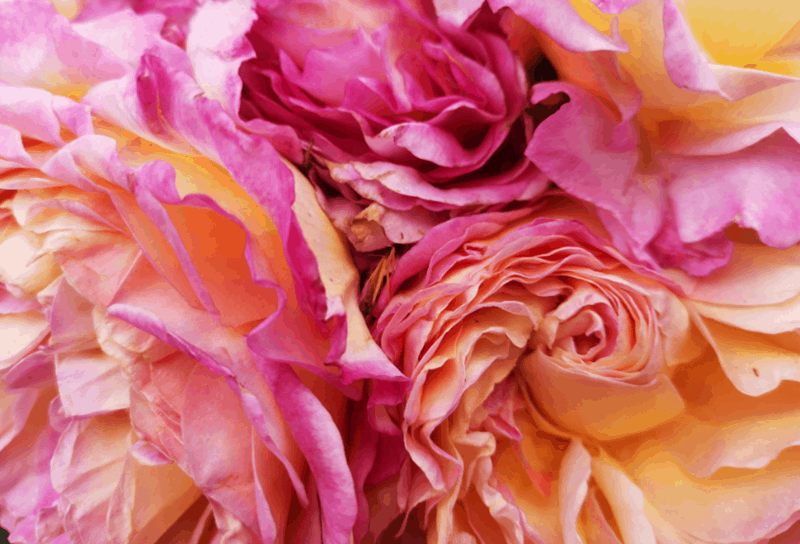 What's Your Colour Of Love This Valentine's Day Gorgeous Pink And Yellow Rose Karen Haller