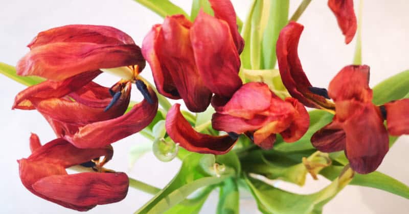 Karens Adventures In Colour For April Dried Red Tulips Karen Haller 1