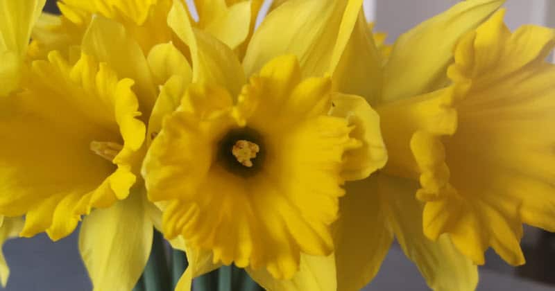 Karens Adventures In Colour For April Yellow Daffodils Karen Haller