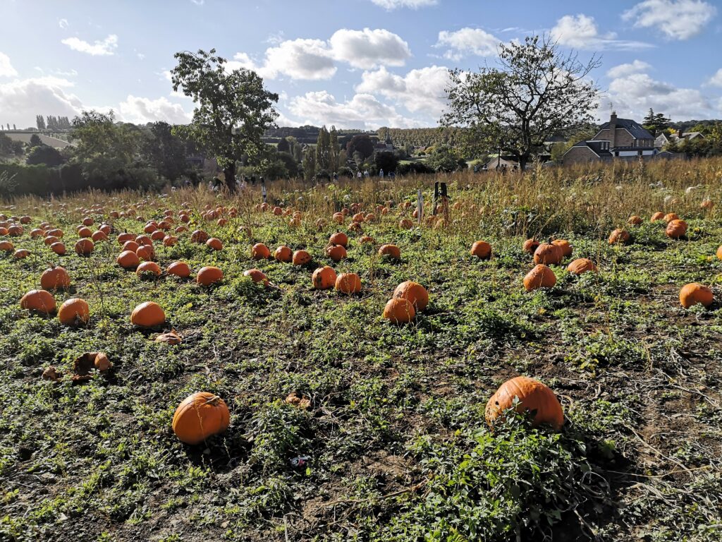 the origins of orange for halloween pumpkin field