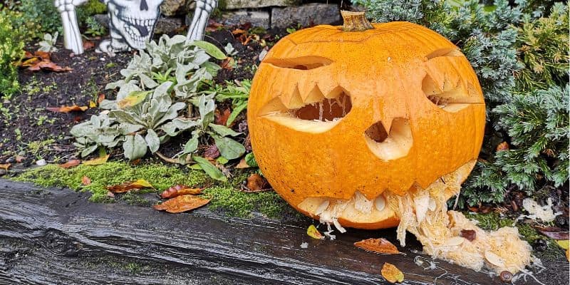 the origins of orange for halloween pumpkin seeds