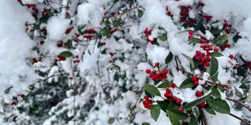 how red and green became christmas traditions holly the little book of colour
