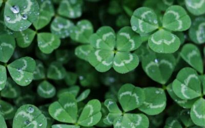 5 Fun Facts About The Colour Green Green Four Leaf Clover Karen Haller
