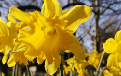 5 Fun Facts About The Colour Yellow Daffodils Karen Haller