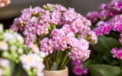 Image Of Pink Kalanchoe Flowers.