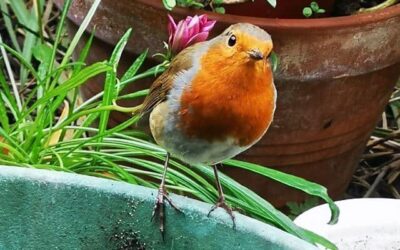 why red robins are associated with christmas the little book of colour